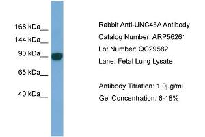 Image no. 1 for anti-Unc-45 Homolog A (UNC45A) (N-Term) antibody (ABIN2786606)