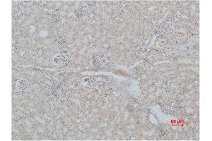 Image no. 2 for anti-MAS1 Oncogene (MAS1) antibody (ABIN3181533)