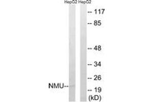 Image no. 1 for anti-Neuromedin U (NMU) (AA 125-174) antibody (ABIN1535098)