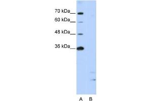 Image no. 1 for anti-Peptidylprolyl Isomerase E (Cyclophilin E) (PPIE) (Middle Region) antibody (ABIN2778967)