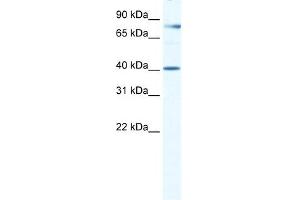 TEAD3 antibody  (Middle Region)