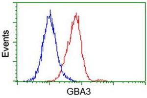 Image no. 3 for anti-Glucosidase, Beta, Acid 3 (Cytosolic) (GBA3) (AA 1-150), (AA 370-469) antibody (ABIN1490585)