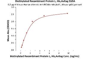 Protein L Protein (AA 106-470) (His tag,AVI tag,Biotin)