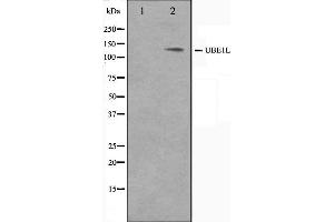 Image no. 1 for anti-Ubiquitin-Like Modifier Activating Enzyme 7 (UBA7) antibody (ABIN6265841)
