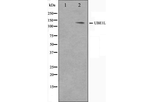 anti-Ubiquitin-Like Modifier Activating Enzyme 7 (UBA7) (C-Term) antibody