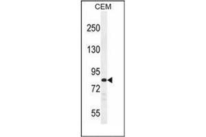 Image no. 3 for anti-Protocadherin beta 3 (PCDHB3) (AA 19-47), (N-Term) antibody (ABIN954045)