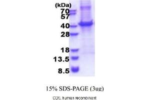 Image no. 1 for CD5 (CD5) (AA 25-372) protein (His tag) (ABIN4965767)