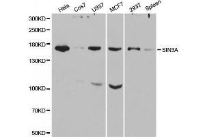 Image no. 1 for anti-SIN3 homolog A, transcription regulator (SIN3A) antibody (ABIN3023703)