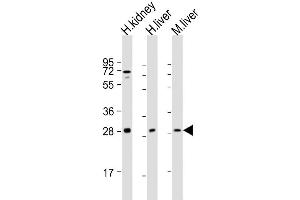Image no. 4 for anti-Sirtuin 3 (SIRT3) (AA 250-279), (C-Term) antibody (ABIN390178)