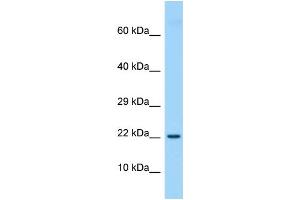 Image no. 1 for anti-Ets Variant 3-Like (ETV3L) (Middle Region) antibody (ABIN2787487)