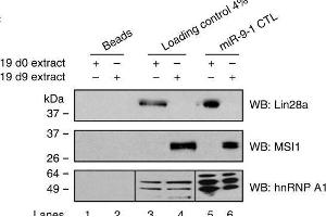 Image no. 5 for anti-Musashi Homolog 1 (Drosophila) (MSI1) (Center) antibody (ABIN2855085)