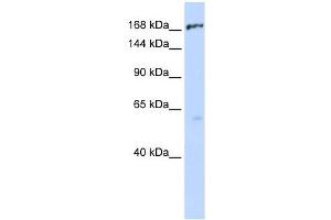 Image no. 1 for anti-ATP-Binding Cassette, Sub-Family C (CFTR/MRP), Member 1 (ABCC1) antibody (ABIN635554)
