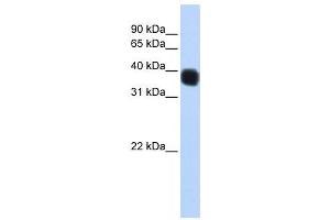 Image no. 1 for anti-Single Stranded DNA Binding Protein 3 (SSBP3) antibody (ABIN2459884)