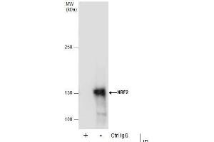Image no. 6 for anti-Nuclear Factor (erythroid-Derived 2)-Like 2 (NFE2L2) (Internal Region) antibody (ABIN2855612)
