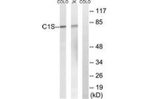 Image no. 2 for anti-Complement Component 1, S Subcomponent (C1S) (AA 541-590) antibody (ABIN1534794)