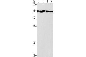Western blot analysis of 293T cells Jurkat cells Raji cells hela cells using ZBTB10 Polyclonal Antibody at dilution of 1:1000
