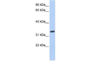 Image no. 1 for anti-Membrane-Spanning 4-Domains, Subfamily A, Member 4 (MS4A4A) (N-Term) antibody (ABIN2787709)