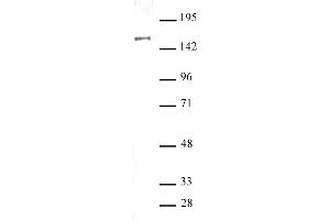 Image no. 1 for anti-SIN3 homolog A, transcription regulator (SIN3A) (N-Term) antibody (ABIN6972705)