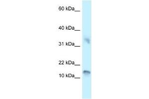 Image no. 1 for anti-Urotensin 2B (UTS2B) (C-Term) antibody (ABIN926843)