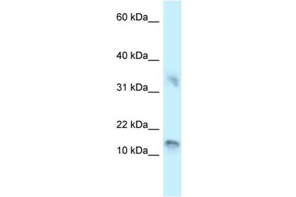Urotensin 2B antibody  (C-Term)