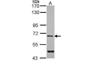 Image no. 1 for anti-Arylsulfatase G (ARSG) (Internal Region) antibody (ABIN2854468)