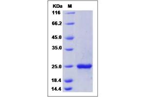 Image no. 1 for Fibroblast Growth Factor 7 (FGF7) (AA 32-194) protein (His tag) (ABIN2215483)