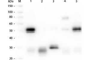 Western Blot of Anti-Rabbit IgG (H&L) (GOAT) Antibody (Min X Bv, Ch, Gt, GP, Ham, Hs, Hu, Ms, Rt & Sh Serum Proteins) .