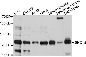 Image no. 1 for anti-Sorting Nexin 18 (SNX18) antibody (ABIN6566883)