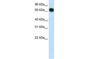 Image no. 1 for anti-Zinc Finger Protein 64 (ZFP64) antibody (ABIN2461889)