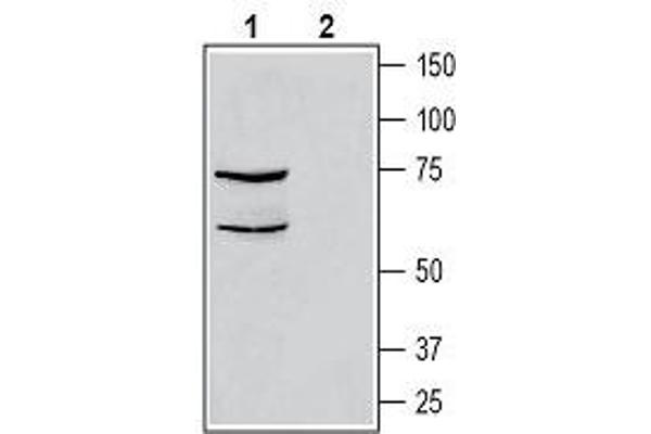 CALCRL antibody  (C-Term, Intracellular)