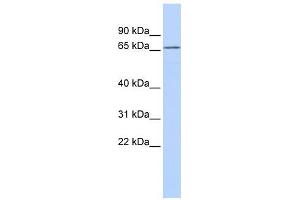 Image no. 1 for anti-Potassium Voltage-Gated Channel, Subfamily G, Member 1 (KCNG1) (N-Term) antibody (ABIN633693)