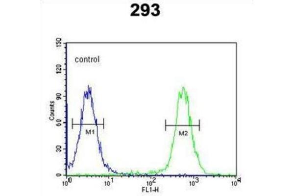 CSGALNACT2 anticorps