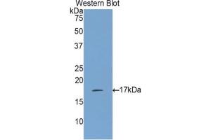Image no. 1 for anti-Interleukin 17 (IL17) (AA 21-153) antibody (ABIN2935392)