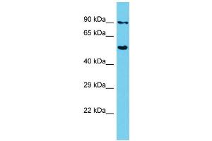 Image no. 1 for anti-SHC SH2-Domain Binding Protein 1 (SHCBP1) (C-Term) antibody (ABIN2791184)