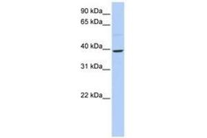 Image no. 1 for anti-Kruppel-Like Factor 12 (KLF12) (N-Term) antibody (ABIN6740566)