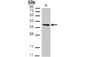 Image no. 4 for anti-Malate Dehydrogenase 2, NAD (Mitochondrial) (MDH2) (Center) antibody (ABIN2856204)
