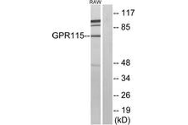 G Protein-Coupled Receptor 115 antibody  (AA 641-690)