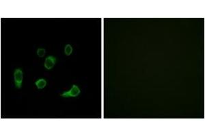 Image no. 1 for anti-Autophagy related 4C Cysteine Peptidase (ATG4C) (AA 21-70) antibody (ABIN1534813)