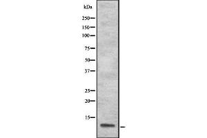 Image no. 1 for anti-S100 Calcium Binding Protein A13 (S100A13) (Internal Region) antibody (ABIN6264900)