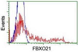 Image no. 6 for anti-F-Box Protein 21 (FBXO21) antibody (ABIN1498235)