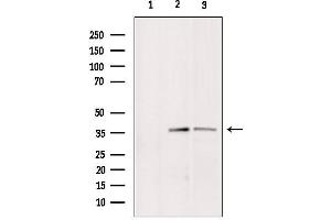 Image no. 2 for anti-BCL2/adenovirus E1B 19kDa Interacting Protein 2 (BNIP2) (Internal Region) antibody (ABIN6258677)