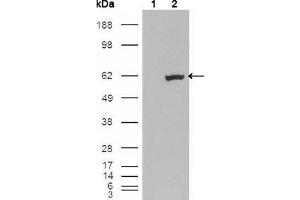 Image no. 2 for anti-Ets Variant 1 (ETV1) (AA 1-191) antibody (ABIN969120)