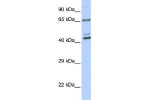 Image no. 1 for anti-Zinc Finger Protein 324 (ZNF324) (Middle Region) antibody (ABIN2780243)