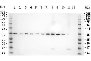 Western Blot of Rabbit anti-SMAD3 pS423 pS425 antibody.
