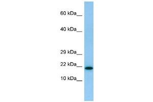 Image no. 1 for anti-Interleukin 26 (IL26) (N-Term) antibody (ABIN2789960)