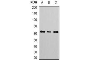 Image no. 1 for anti-E74-Like Factor 2 (Ets Domain Transcription Factor) (ELF2) (full length) antibody (ABIN6005630)