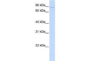 Image no. 1 for anti-SLIT and NTRK-Like Family, Member 6 (SLITRK6) (N-Term) antibody (ABIN2784028)