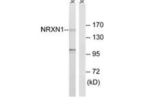 Image no. 1 for anti-Neurexin 1 (NRXN1) (AA 502-551) antibody (ABIN1535088)