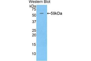 Image no. 1 for anti-Chromogranin B (Secretogranin 1) (CHGB) (AA 40-326) antibody (ABIN1858402)