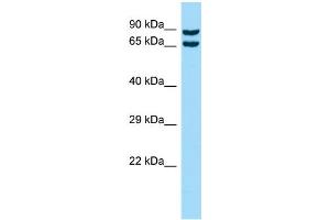 Image no. 1 for anti-Copine VIII (CPNE8) (C-Term) antibody (ABIN2790531)